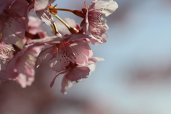 ２０１８河津桜②