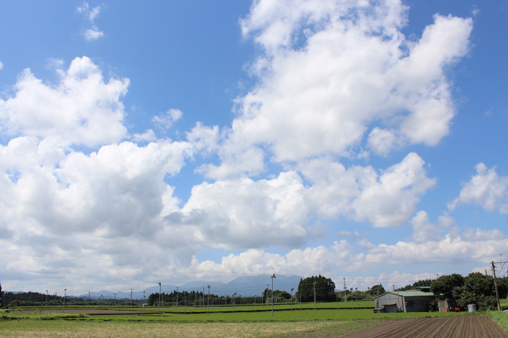 茶畑と夏空と霧島