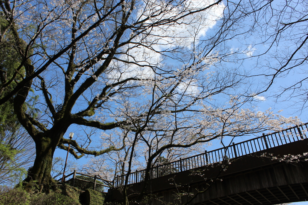 歴史資料館の桜①
