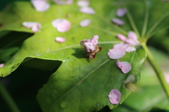 散りばめし梅の花②