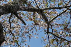 桜の木肌④