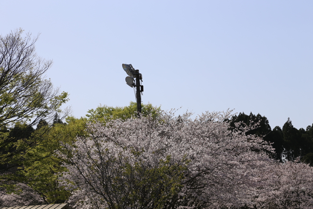 ソメイヨシノ⑧