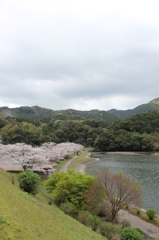 ２０１６桜を求めて（大隅湖）⑤