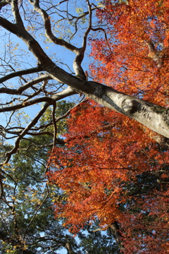 石山観音池の紅葉⑤