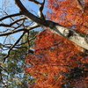石山観音池の紅葉⑤