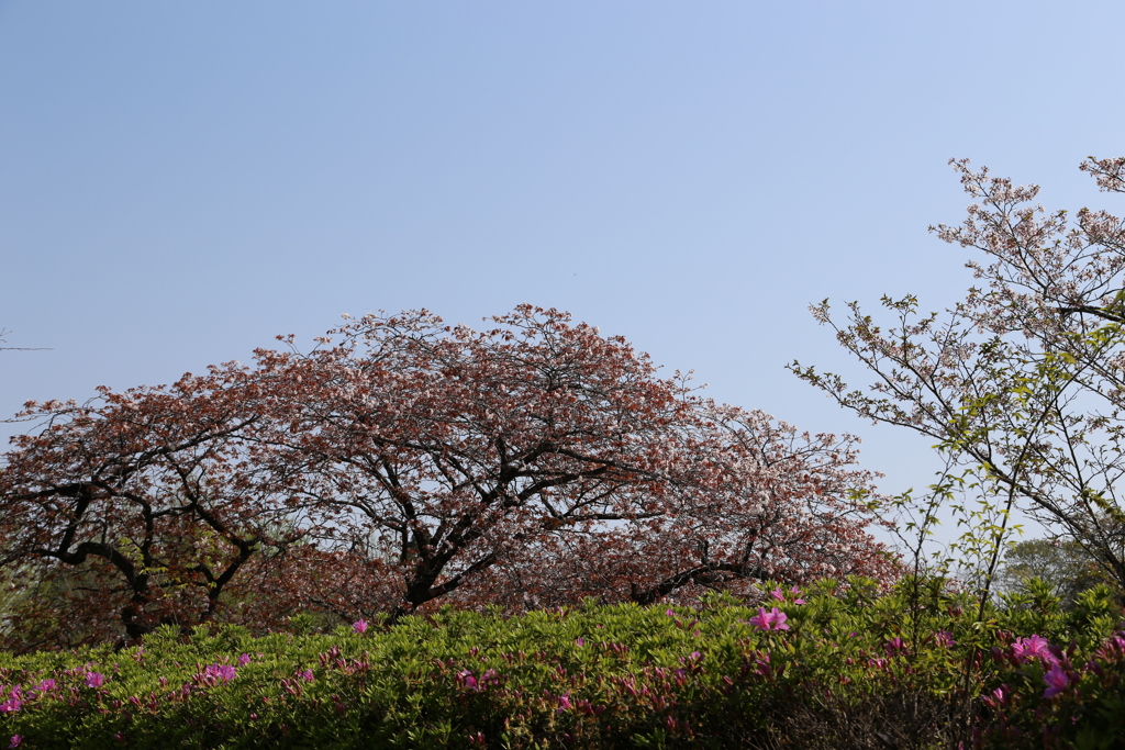 近場の公園でパチリ④