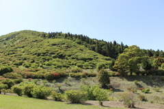高峠つつじ無い公園②