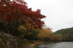 ２０１６紅葉を求めて（関之尾の滝周辺）⑥