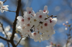 ふんわりと・・・桜②