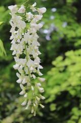 藤の花（白バージョン）その４
