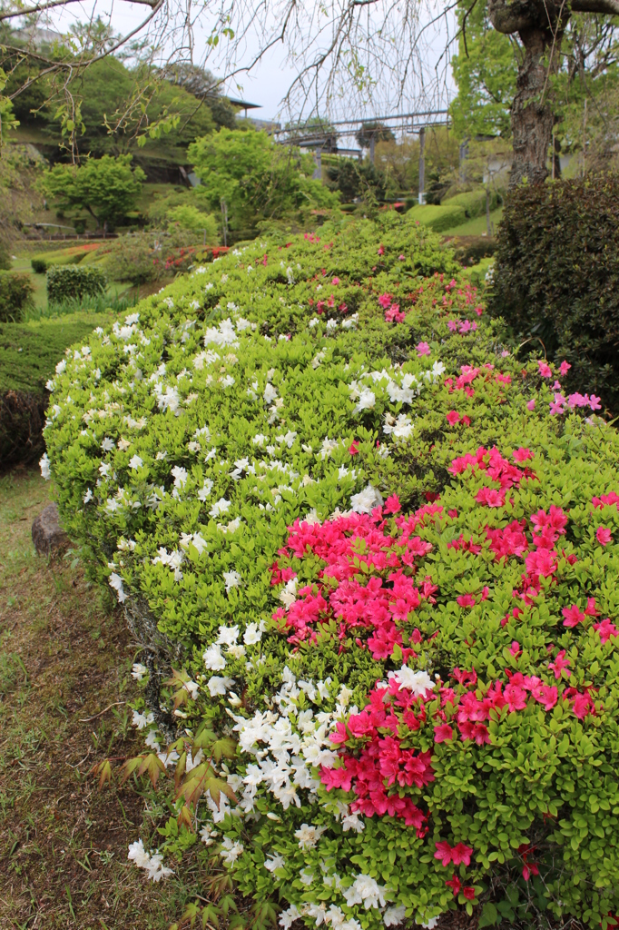 咲き乱れてないツツジ②