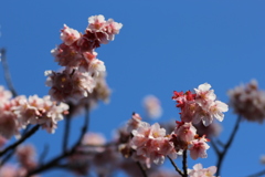 ２０１９春探し（寒桜）⑥