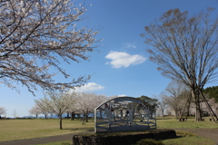くまそ広場の桜①
