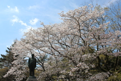 都の城の桜②
