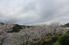 ２０１６桜を求めて（大隅湖）②