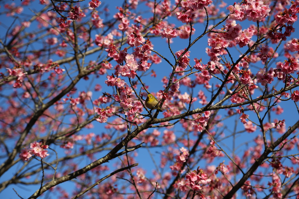 桜とメジロ①