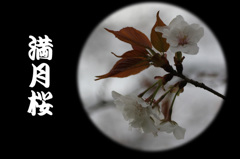 満月桜