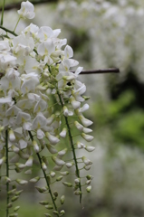 藤の花（白バージョン）その１
