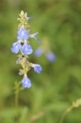 グランドアイビー