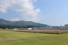 コスモス畑 in グリーンパークえびの③