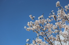 青空と桜その２