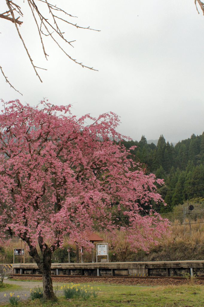 枝垂桜その５