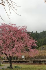 枝垂桜その５