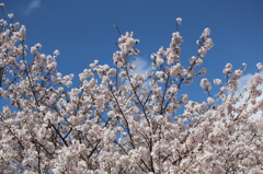 青空と桜その４