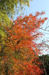 ちょっと物足りない紅葉
