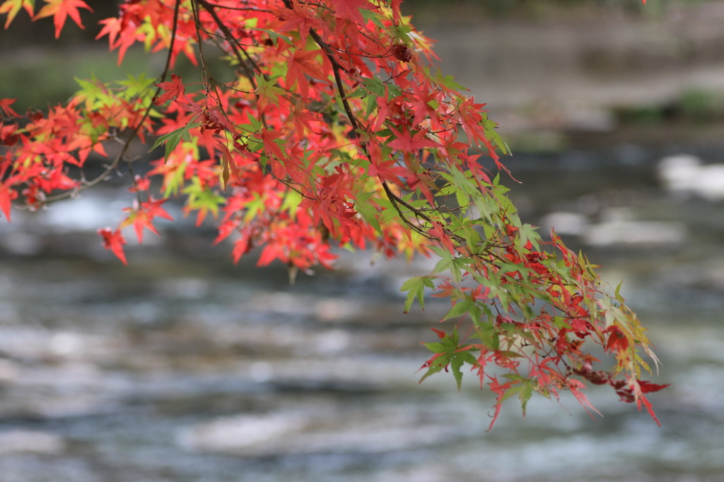 紅葉を求めて（関之尾の滝）⑧