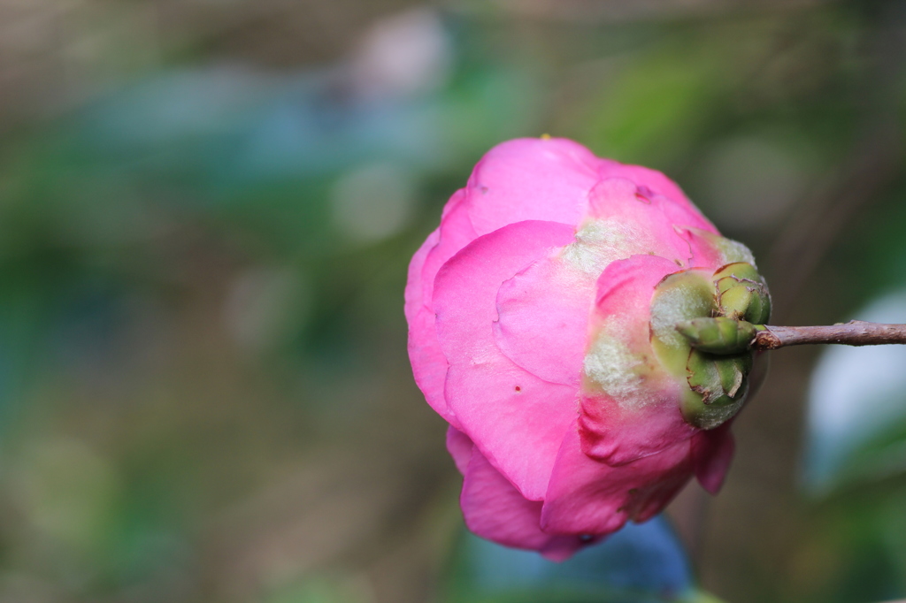 山茶花②
