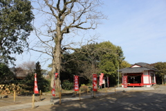 霧島神社（蒲生町）①