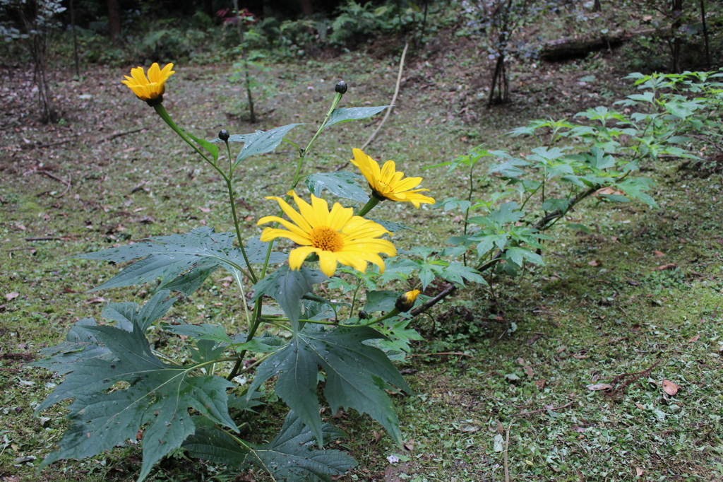 横たわる皇帝様