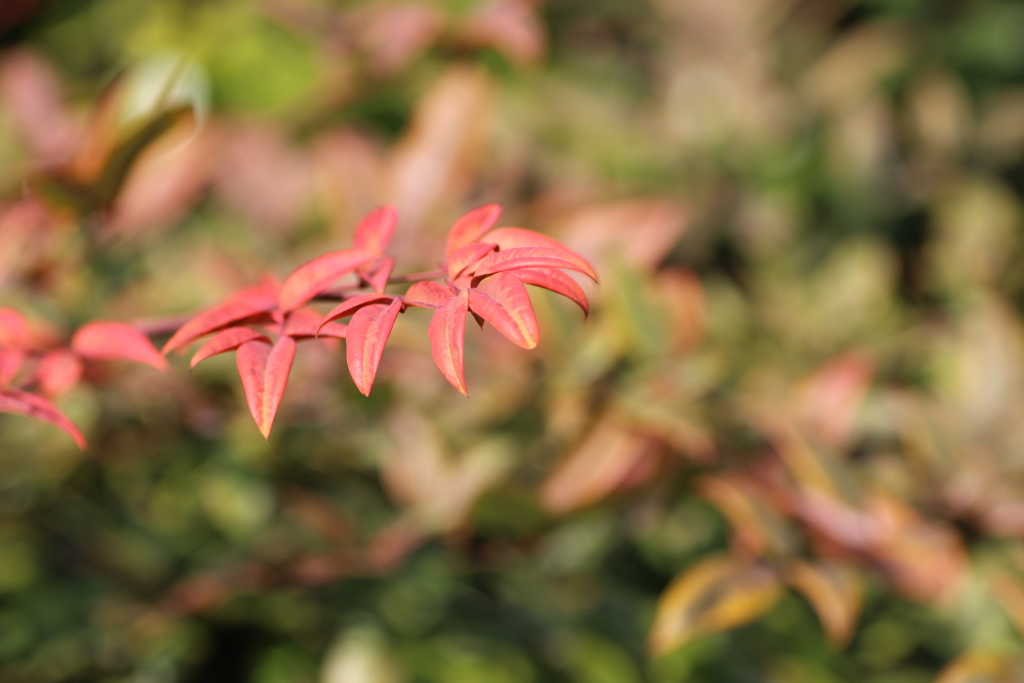 冬の紅葉
