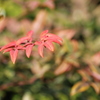 冬の紅葉