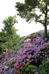 桃源郷の紫陽花③