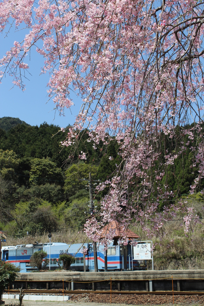 枝垂桜④