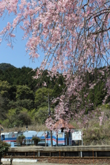 枝垂桜④