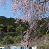 枝垂桜④