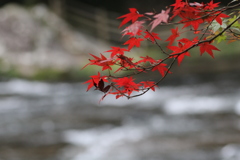 ２０１６紅葉を求めて（関之尾の滝周辺）⑨