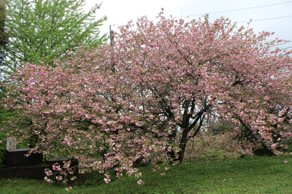 八重桜その１