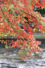 紅葉を求めて（関之尾の滝）⑨