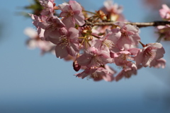 ２０１８河津桜⑤