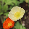 ポピー
