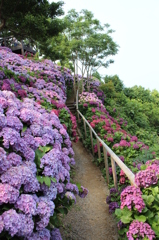 桃源郷の紫陽花②