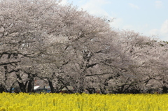 桜と菜の花のコラボその２