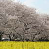 桜と菜の花のコラボその２
