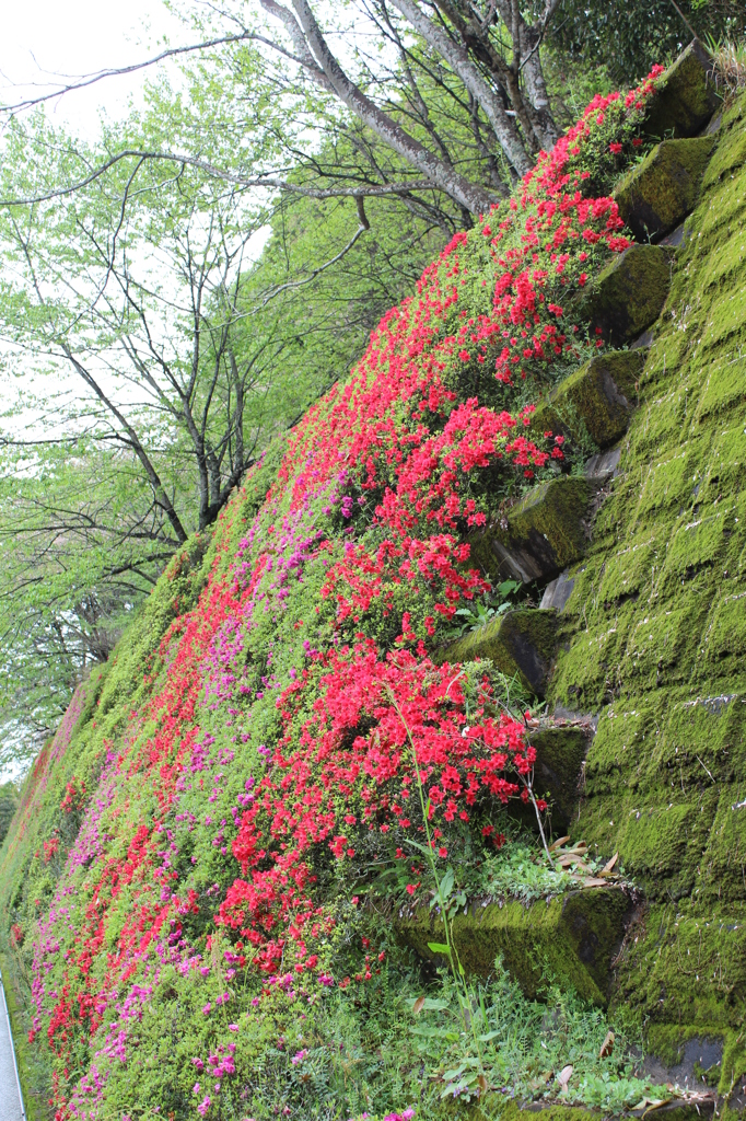 新緑の中のツツジ