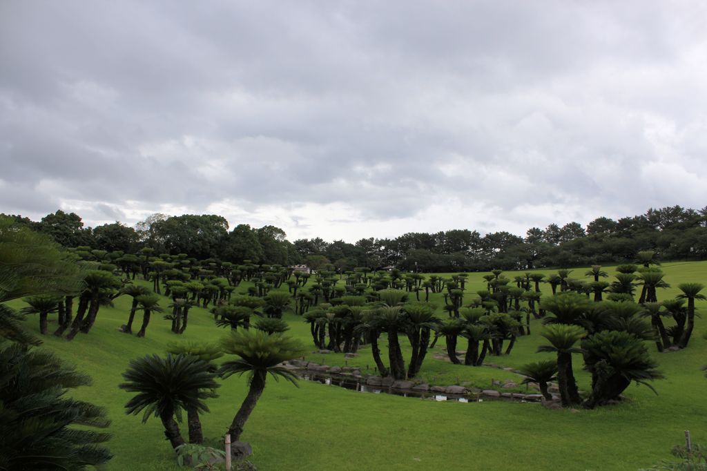 ソテツ園④