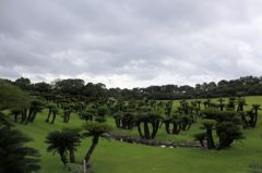 ソテツ園④